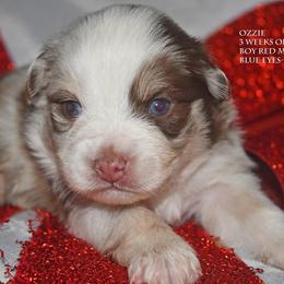Ozzie - Red merle male Miniature Australian Shepherd puppy in Patterson, North Carolina from DreamLine Aussies