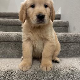 Golden Retriever Puppies from Sultan’s Goldens