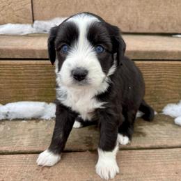 Ariat - Black tri-color female Aussiedoodle puppy in Clara City, Minnesota from Good Shepherd Aussiedoodles