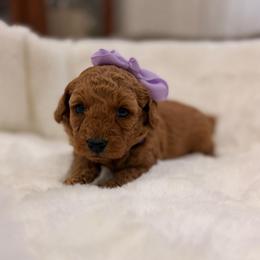Caramel Frappe - Red  female Goldendoodle puppy in Shingle Springs, California from Creamy Retrievers