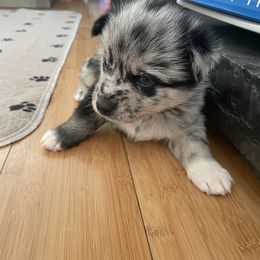 Pomsky Puppies from Ocean State Pomskies