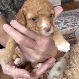 Poodle Puppies from Cedar Falls Toy Poodles