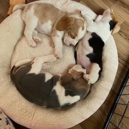 Beagle Puppies from Debra's Beagles