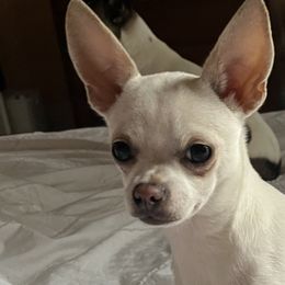 Chihuahuas from Little Beauties