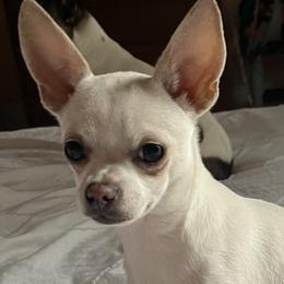 Chihuahuas from Little Beauties