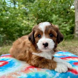 Girl 2 - Red female Aussiedoodle puppy in Hillsboro, Illinois from Perfect Paws Puppies