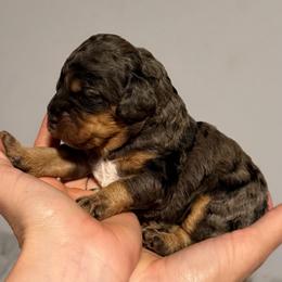 Riot - Merle female Cockapoo puppy in Fortuna, California from Dalton Poodles and Doodles