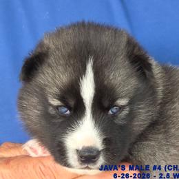 JAVA'S MALE 4 - Black and white male Siberian Husky puppy in Manilla, Iowa from Bruck's Siberian Huskies