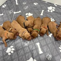 Boy 2 - Dark golden male Golden Retriever puppy in Marshfield, Missouri from Hilltop Kennel LLC