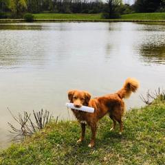 Nederlandse Kooikerhondje and Nova Scotia Duck Tolling Retriever All Grown Up from Hartenzoul
