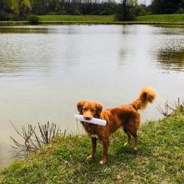 Nederlandse Kooikerhondje and Nova Scotia Duck Tolling Retriever All Grown Up from Hartenzoul