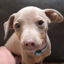 BLFM2-Light Blue - Fawn (isabella) and tan male Miniature Pinscher puppy in Middle Point, Ohio from Knisely's Min Pins-AKC