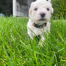 Male 2 - White male Bichon Frise puppy in Pocatello, Idaho from Sarah's Cavachons, Bichons & King Charles Cavalier Spaniels
