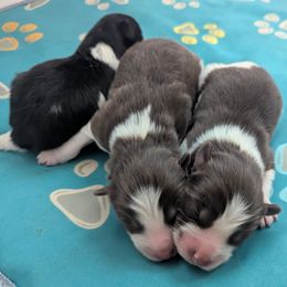 Pomsky Puppies from Tony Hwang