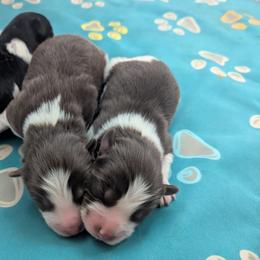 Pomsky Puppies from Tony Hwang