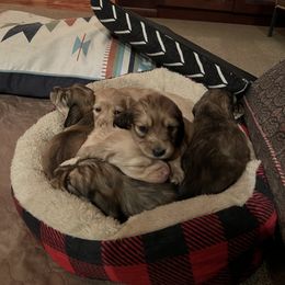 Dachshund Puppies from Loveland Doxies