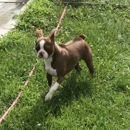 Scarlette - Boston Terrier