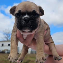 Leo - Fawn and white male French Bulldog puppy in Monterey, Louisiana from McaysKennels