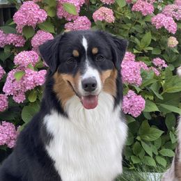Kizzie - Australian Shepherd
