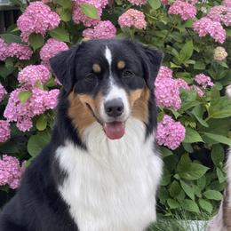 Kizzie - Australian Shepherd