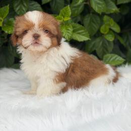Boy1 - Red and white male Shih Tzu puppy in Covina, California from Shih_doodle_Co