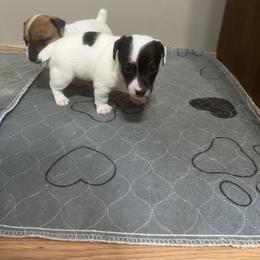 Border Collie and Jack Russell Terrier Puppies from CP FARMS BORDER COLLIES N JACKS CORP