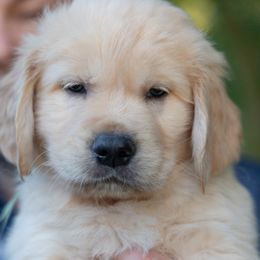 Boy 1 - male Golden Retriever puppy in Hayward, California from East Bay Golden Retrievers