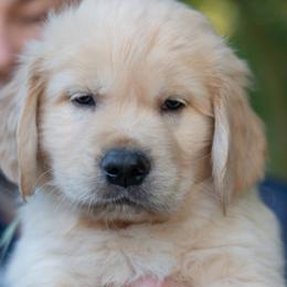 Boy 1 - male Golden Retriever puppy in Hayward, California from East Bay Golden Retrievers