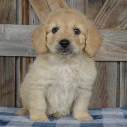 Male 2 of 4 - Cream male Goldendoodle puppy in Macedon, New York from Toodles Goldendoodles