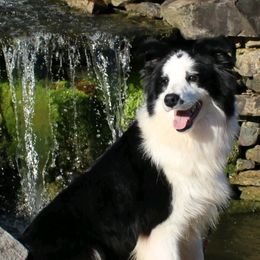 Vixen - Border Collie