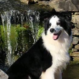 Vixen - Border Collie