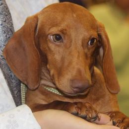 Draco - Dachshund