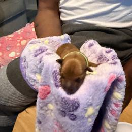 Miniature Pinscher Puppies from Bridget GreenBoddy