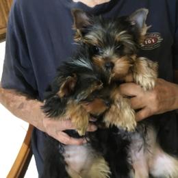 Yorkshire Terrier puppies from Yorkie Show Dogs