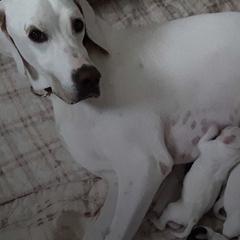 Pointers from Moorland Pointers