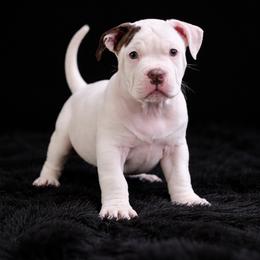 Ryder - White male American Bully puppy in Conroe, Texas from Titanium Kilo Kennels Texas