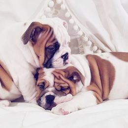English Bulldog Puppies from LydyBug Bulldogs