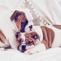 English Bulldog Puppies from LydyBug Bulldogs