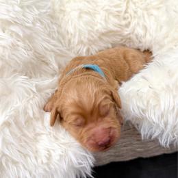 Buster Moon - Apricot male Goldendoodle puppy in Spokane, Washington from Goldendoodles on the Prairie