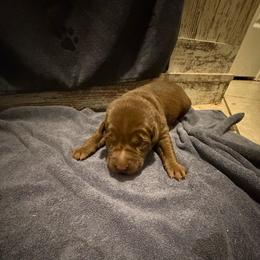 Serena - Chocolate female Labrador Retriever puppy in Carriere, Mississippi from Cajun Water Retrievers