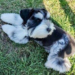 Sakari - Miniature Schnauzer