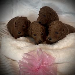 Poodle Puppies from Prissy Pants Poodles LLC