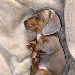 Dachshunds from Tiny Tennessee Weiners