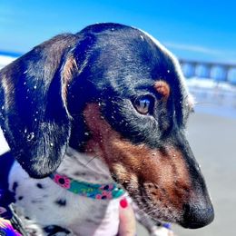 Dachshunds from Larsh L❤️VE Miniature Dachshunds