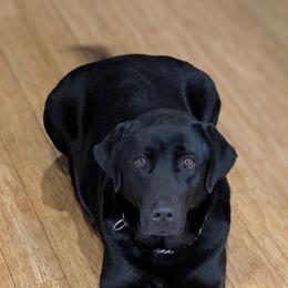 Kipper - Labrador Retriever