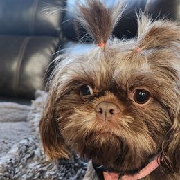 Shih Tzus from Cassie's Shih Tzus