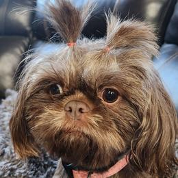 Shih Tzus from Cassie's Shih Tzus