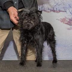 Affenpinschers from Richlyn best of breed champion affenpinschers