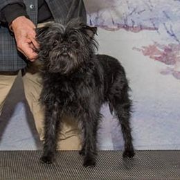 Affenpinschers from Richlyn best of breed champion affenpinschers