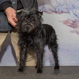 Affenpinschers from Richlyn best of breed champion affenpinschers